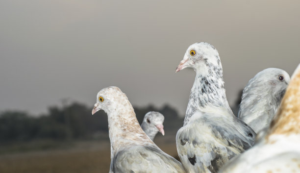 背景是乡村图片下载