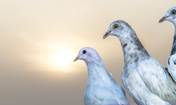 背景是乡村图片下载