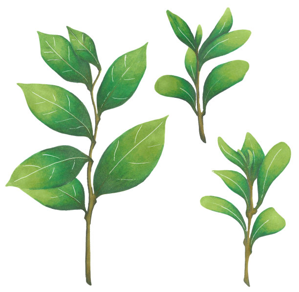 一套夏季手绘植物枝条图片下载