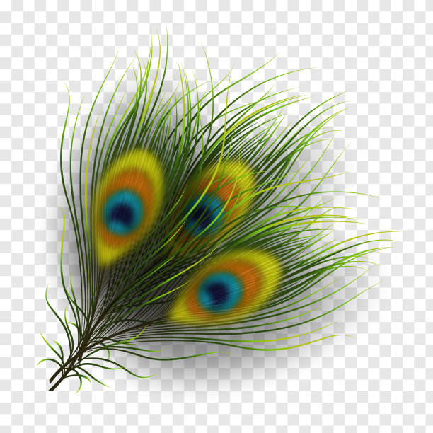 透明背景上的孔雀羽毛。图片下载