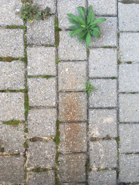 铺有有害植物的石块图片下载