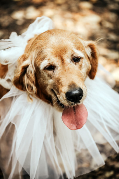 新娘狗和金毛图片下载