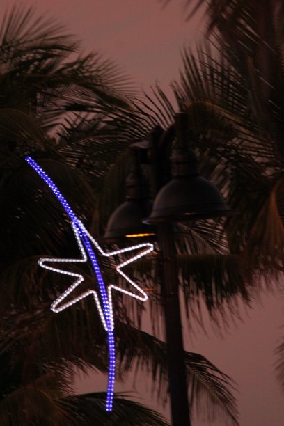 棕榈树圣诞节图片下载