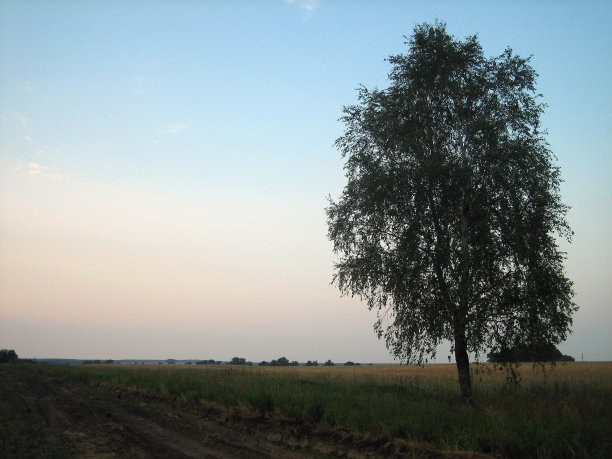 夏日日落时分，旷野上的土路。太阳把离别的光洒在天空上，天空变成了粉红色。地里长满了高高的未割的草。孤独的树。天上有云。图片下载