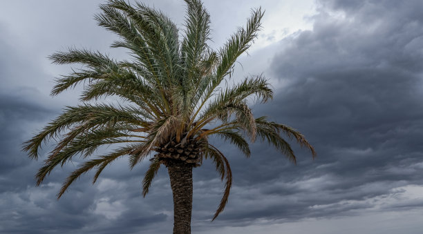 天然模板的棕榈树在风中对抗着阴沉的天空。图片下载