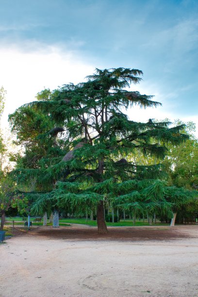 是公园里的一棵大树图片下载