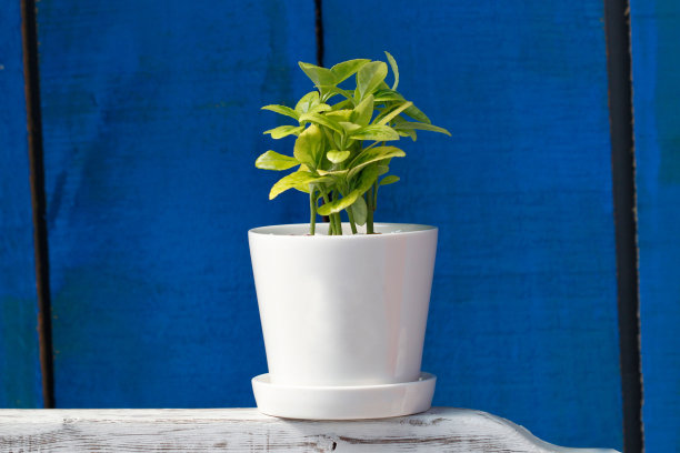 花盆,花盆图片下载