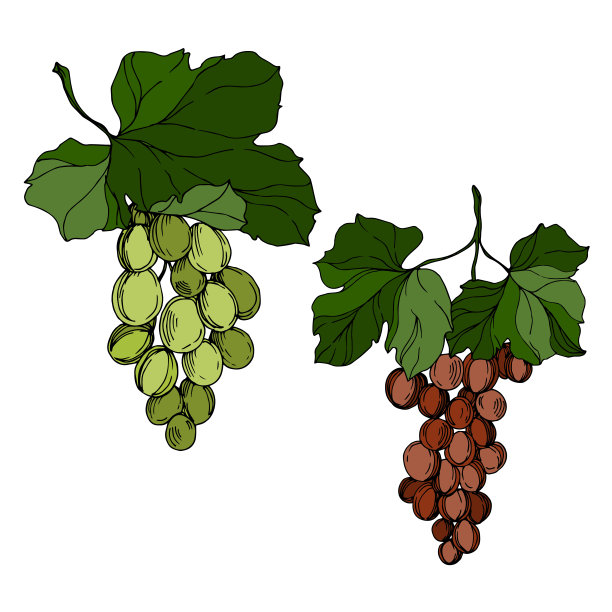 矢葡萄浆果健康食品。黑白篆刻水墨艺术。孤立葡萄插图元素。图片下载
