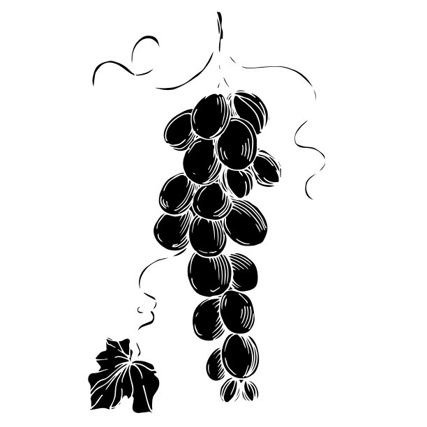矢葡萄浆果健康食品。黑白篆刻水墨艺术。孤立葡萄插图元素。图片下载