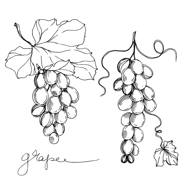 矢葡萄浆果健康食品。黑白篆刻水墨艺术。孤立葡萄插图元素。图片下载