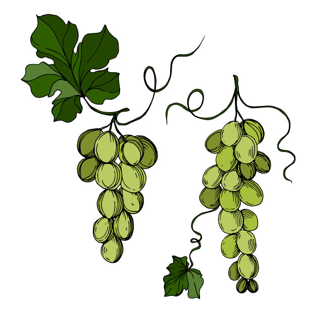 矢葡萄浆果健康食品。黑白篆刻水墨艺术。孤立葡萄插图元素。图片下载