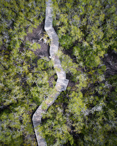 日出时，小红树林中一条小路的美丽航拍。适合晨跑、跑步或散步图片下载