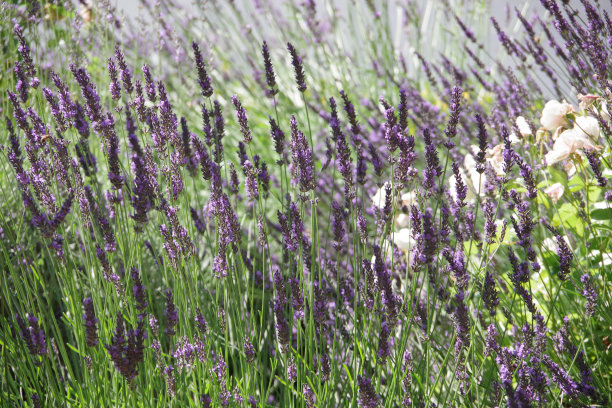 薰衣草图片下载