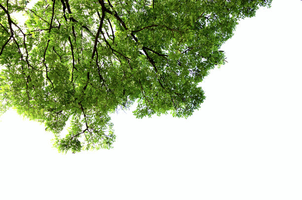 白色背景上的绿叶图片下载