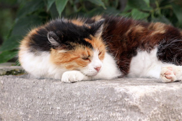 可爱的家猫在阳光明媚的日子里，在绿树成荫的自然环境中，在花园的石墙院落上享受和休息。快乐的猫和生活的宠物。图片下载