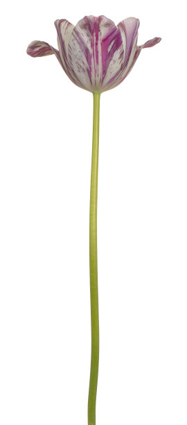 花孤立图片下载