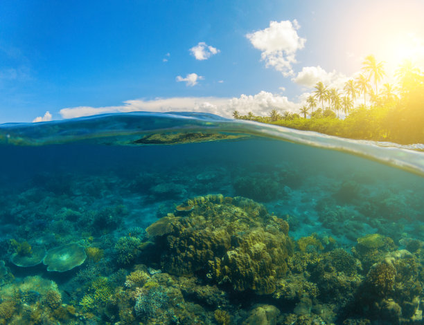 双海景。水下珊瑚礁。水线以上和水线以下。图片下载