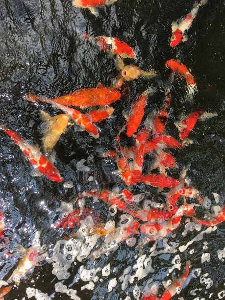 背景是池塘里的鲤鱼图片下载