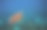 海里的海龟。珍奇海洋动物水下照片。海洋乌龟海底。自然环境中的绿海龟图片下载