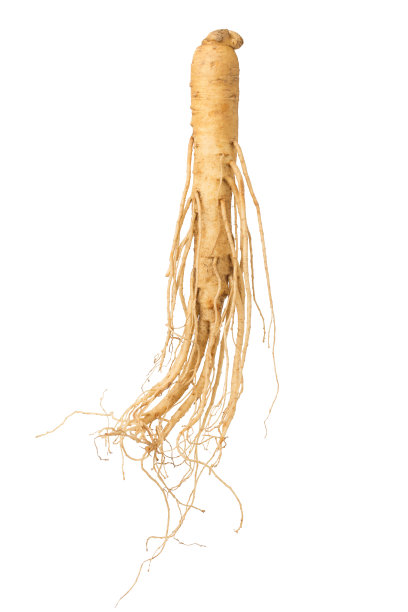 新鲜人参根分离在白色背景图片下载