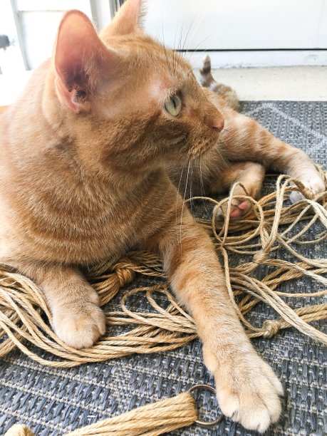 漂亮的带绳子的虎斑猫图片下载