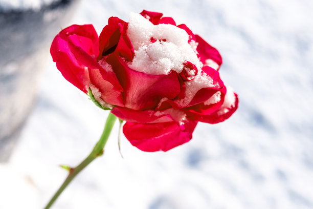 红色的玫瑰覆盖着白雪，在白色的映衬下图片下载