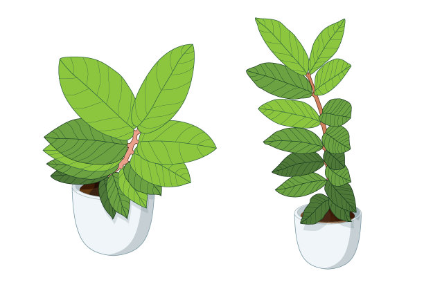 空气净化绿叶树在盆栽新鲜上的白色背景矢量插图图片下载