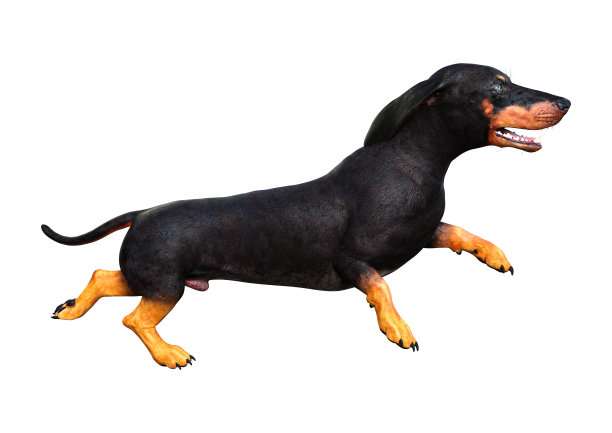 3D插图腊肠犬在白色图片下载