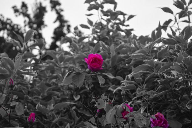 选择颜色的玫瑰对一个黑色和白色的灌木图片下载