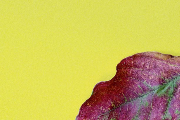 没有边界的落叶背景。图片下载