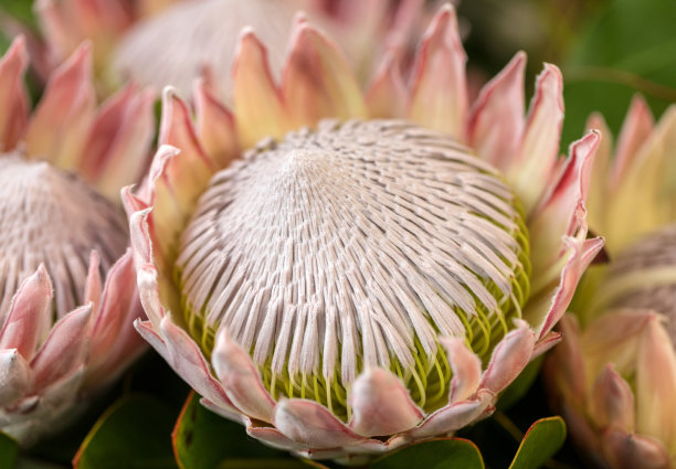 黄花王是南非的国花图片下载