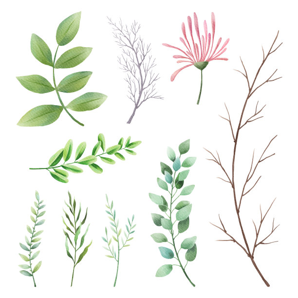 叶、草、枝、植物水彩画集图片下载