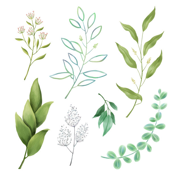 叶，草本，树枝水彩画集图片下载