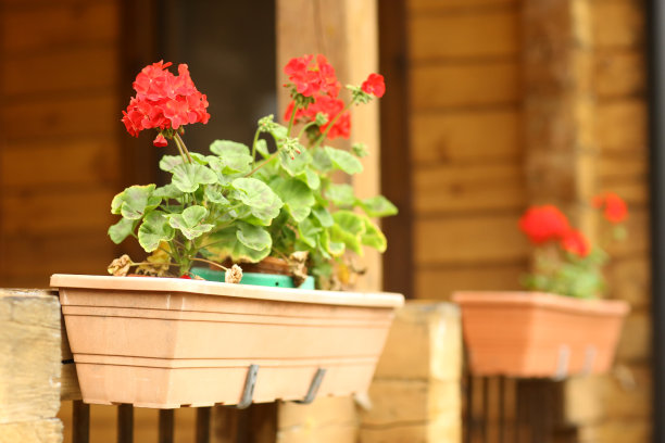 天竺葵花在花篮箱的特写照片在绿色的夏天正式的花园背景图片下载