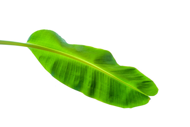 在白色背景上孤立的热带绿色芭蕉叶图片下载