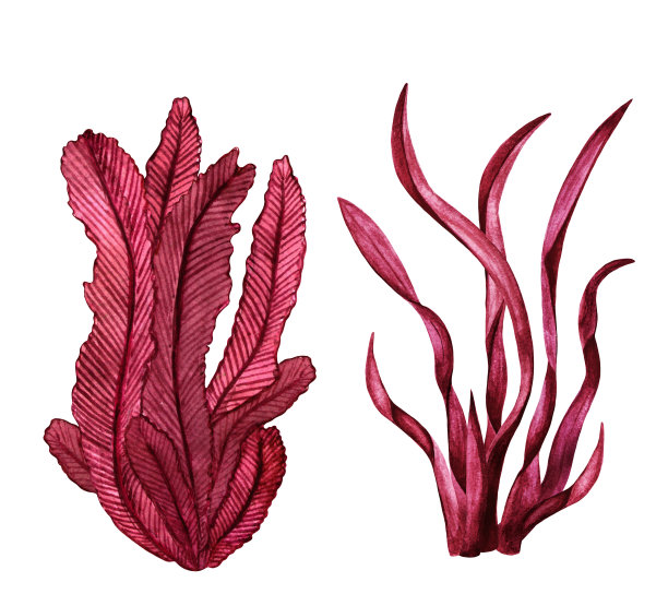 水彩红色海藻图片下载