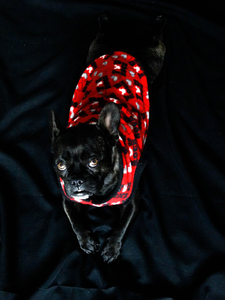 斗牛犬弗朗西斯的狗图片下载