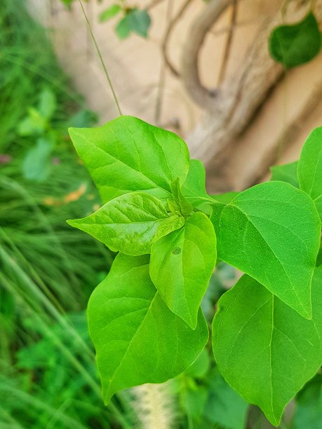 绿色植物图片下载