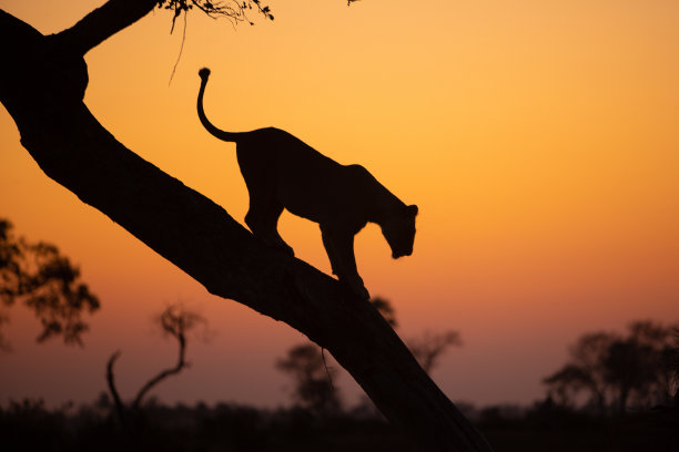 狮子，母狮子正从树上走下来图片下载