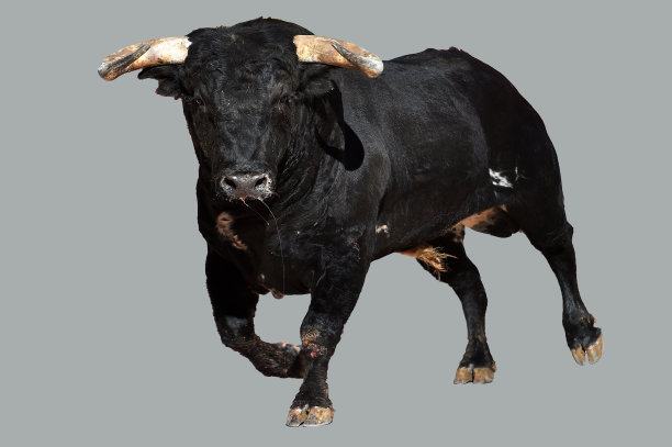 强大的公牛图片下载