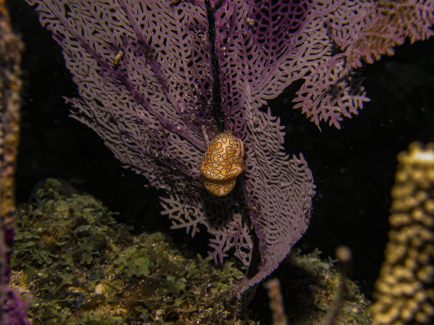 一只火烈鸟舌蜗牛正沿着佛罗里达州伊斯拉莫拉达海岸的一些软珊瑚游动图片下载