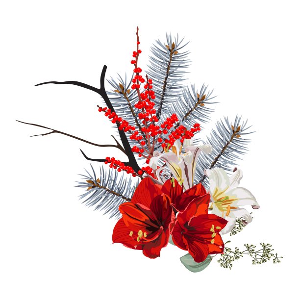 青松枝、浆果和孤挺花、百合花组成。冷杉树的分支。元素的设计和圣诞节的组成。图片下载