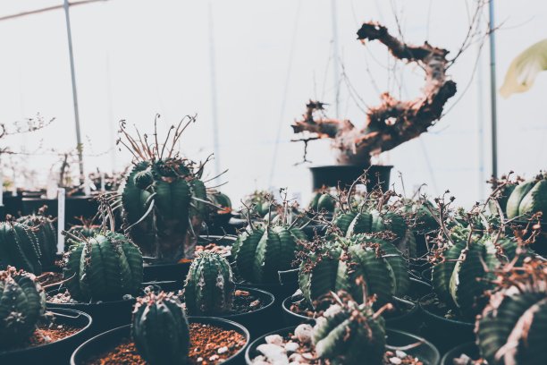 卡库图斯图像图片下载