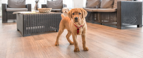 在现代兽医诊所的候诊室里，一只年轻的拉布拉多小狗图片下载