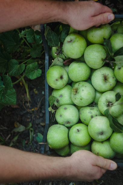 男人的手拿着一个绿苹果盒子。摘呀摘苹果。概念，秋天收获苹果。图片下载