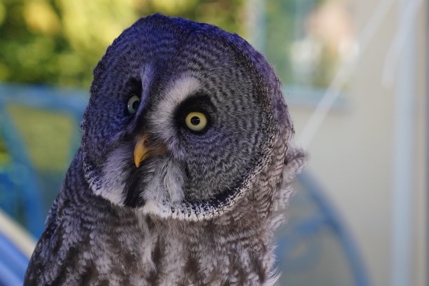 猫头鹰图片下载