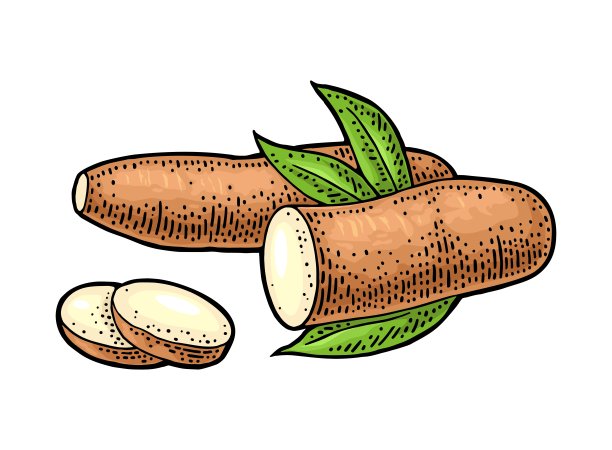 木薯木薯块茎切片。矢量彩色复古版画图片下载