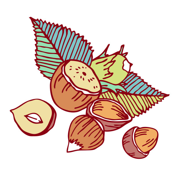 用榛子和叶子做成的混合物。手绘轮廓矢量草图插图图片下载