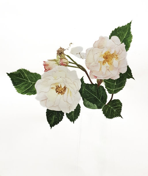 白玫瑰水彩画图片下载