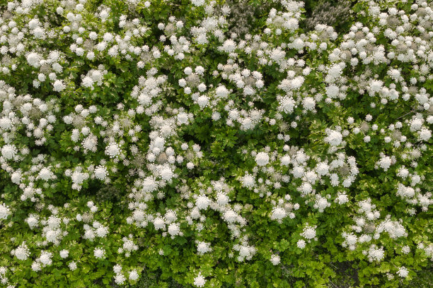 无人机从上到下的草地与雪天的猪草图片下载